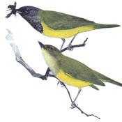MacGillivray's Warbler